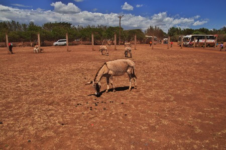 Donkey on the local market in Africa, Moshiの写真素材