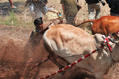 Padang, Indonesia - 30 Jul 2016. Festival Pacu Jawi (The bull racing) in the village close Padang, Indonesiaのeditorial素材