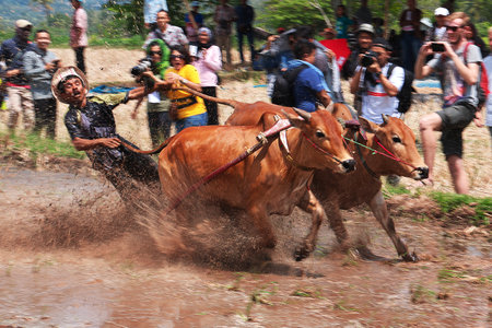 Padang, Indonesia - 30 Jul 2016. Festival Pacu Jawi (The bull racing) in the village close Padang, Indonesiaのeditorial素材