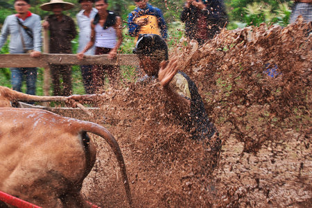 Padang, Indonesia - 30 Jul 2016. Festival Pacu Jawi (The bull racing) in the village close Padang, Indonesiaのeditorial素材