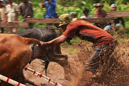 Padang, Indonesia - 30 Jul 2016. Festival Pacu Jawi (The bull racing) in the village close Padang, Indonesiaのeditorial素材
