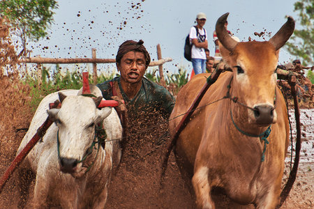 Padang, Indonesia - 30 Jul 2016. Festival Pacu Jawi (The bull racing) in the village close Padang, Indonesiaのeditorial素材