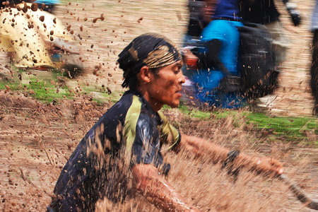 Padang, Indonesia - 30 Jul 2016. Festival Pacu Jawi (The bull racing) in the village close Padang, Indonesiaのeditorial素材