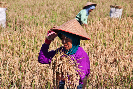 Java, Indonesia - 02 Aug 2016. People on the rice field in village of Indonesiaのeditorial素材
