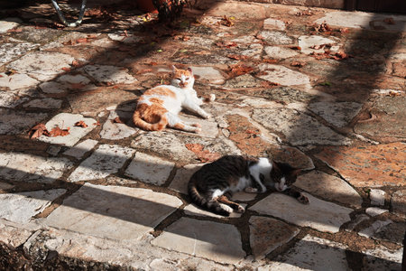 Monagri/Cyprus - 06 Jan 2016: Cats in the monastery in village Monagri, Cyprusのeditorial素材