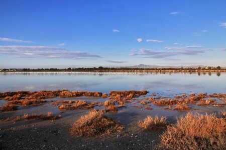 Flamingo on salt lake in Larnaca, Cyprusの写真素材