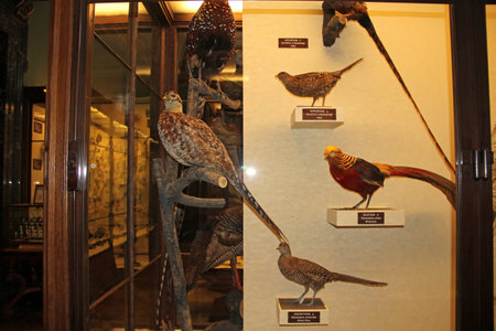 Vienna / Austria - 10 Jun 2011: History museum in Vienna, Austriaのeditorial素材