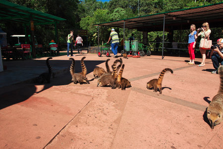 Iguazu / Argentina - 05 May 2016: The nasua on Iguazu falls in Argentina and Brazilのeditorial素材