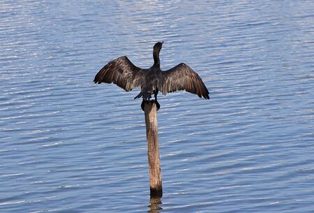 Rodrigo de Freitas Lagoon in Rio de Janeiro, Brazilの写真素材