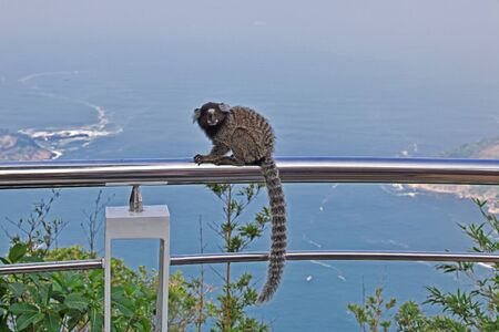 The monkey on Sugarloaf mountain in Rio de Janeiro, Brazil