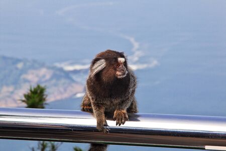 The monkey on Sugarloaf mountain in Rio de Janeiro, Brazil