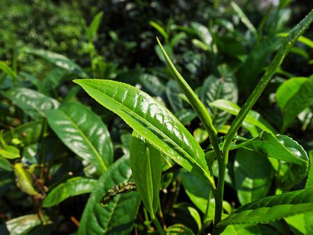 The tea plantation in Laosの写真素材