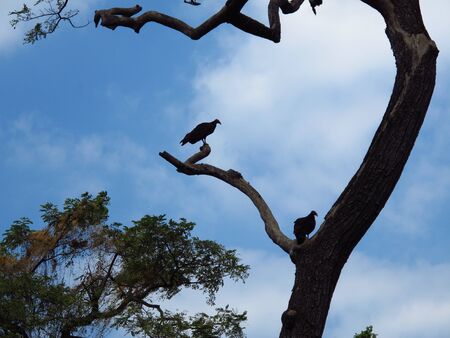 The vulture in the wild forest in the park of Havana, Cubaの写真素材