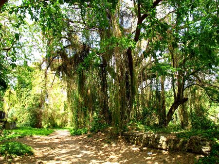 Wild forest in the park of Havana, Cubaの写真素材