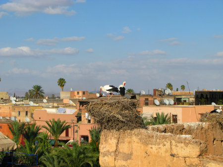 Marrakech / Morocco - 01 Nov 2010: Storks on the center of Marrakech, Moroccoのeditorial素材