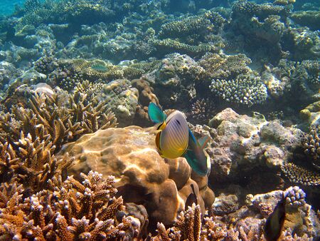 Snorkeling in the Maldives islands