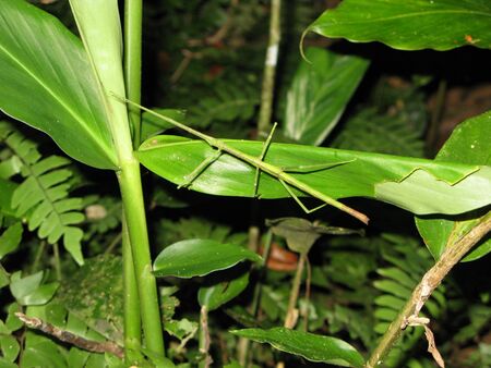 Insects in Taman Negara national park, Malaysia
