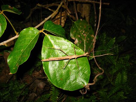 Insects in Taman Negara national park, Malaysia