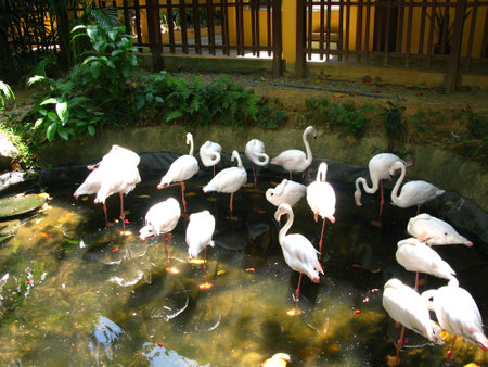 Langkavi / Malaysia - 18 Jan 2010: The bird in Zoo, Langkavi island, Malaysiaのeditorial素材