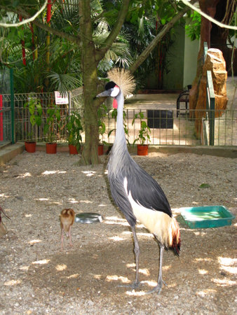 Langkavi / Malaysia - 18 Jan 2010: The bird in Zoo, Langkavi island, Malaysiaのeditorial素材