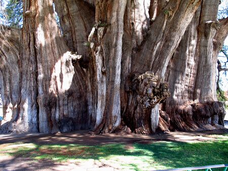 The oldest tree - El Arbol del Tule, Mexicoの写真素材