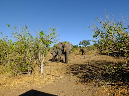 The elephant in Chobe national park, Botswana, Africaの写真素材