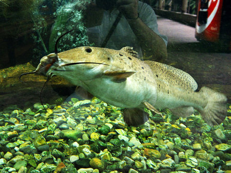 Singapore - 02 Mar 2012: The aquarium in Zoo, Singaporeのeditorial素材