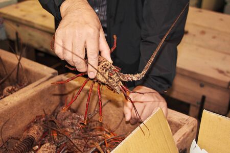 The local fish market, Tokyo, Japan