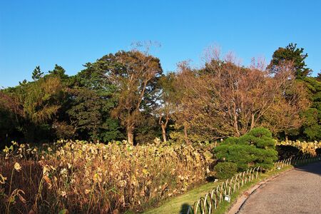 Sankeien Gardens in Yokohama, Japanの写真素材