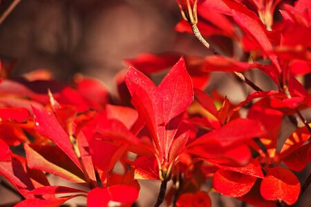 Red maples Momiji in Saiko Iyashi No Sato Nemba, Fuji, Japanの写真素材