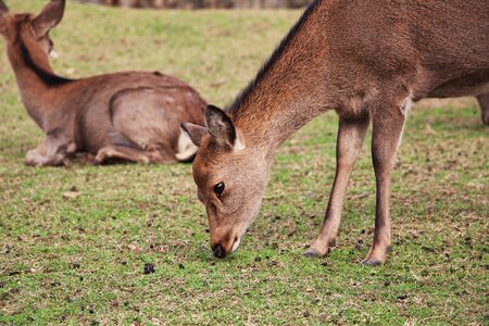 The deer in Nara Park, Japanの写真素材