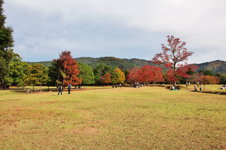 Nara / Japan - 09 Nov 2013: Red maples Momiji in Nara Park, Japanのeditorial素材