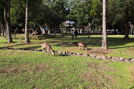 Nara / Japan - 09 Nov 2013: The nature in Nara Park, Japanのeditorial素材
