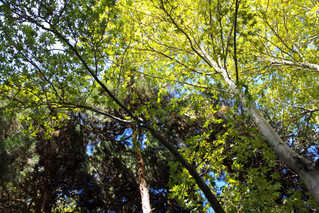 Tehran / Iran - 28 Sep 2012: Saadabad park in Tehran city, Iranのeditorial素材