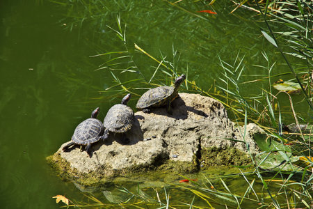 Shiraz / Iran - 29 Sep 2012: Turtle in Eram Garden of Shiraz city, Iranのeditorial素材