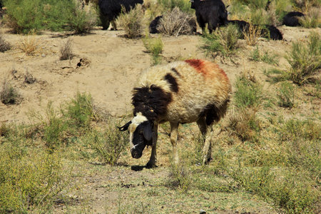 Kashan / Iran - 05 Oct 2012: Goat on mountains of Iranのeditorial素材
