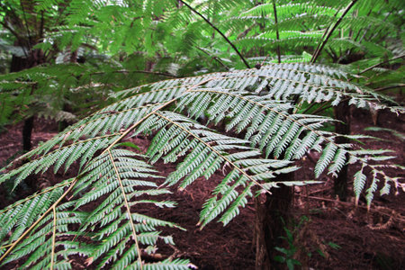 Red forest is national Park in Rotoruaのeditorial素材