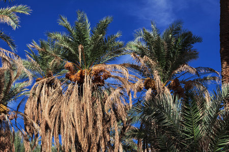 Sahara / Algeria - 03 Nov 2014: An oasis in the Sahara desert in the heart of Africaのeditorial素材