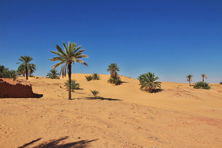Timimun / Algeria - 04 Nov 2011: The date palm tree in Timimun abandoned city in Sahara desert, Algeriaのeditorial素材