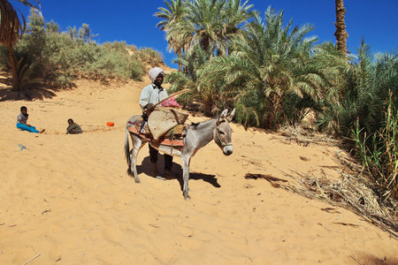 Timimun / Algeria - 04 Nov 2011: The donkey in Timimun abandoned city in Sahara desert, Algeriaのeditorial素材