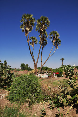 Khartoum / Sudan - 18 Feb 2017: The garden in the small village on Nile river, Khartoum, Sudanのeditorial素材