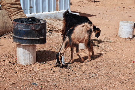 Sahara / Sudan - 19 Feb 2017: Wild goats in Sahara desert of the Sudanのeditorial素材