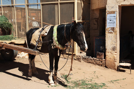 Sahara / Sudan - 21 Feb 2017: The horse in Karma, Sudan, Africaのeditorial素材