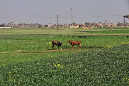 Abydos / Egypt - 02 Mar 2017: The Cow on field of grass in Abydos, Egyptのeditorial素材
