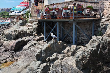 Sozopol / Bulgaria - 17 Jul 2015: The bird on rocks, Sozopol, Black sea coast, Bulgariaのeditorial素材
