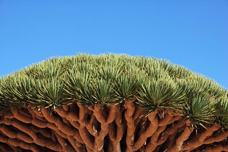 Dragon tree, Blood tree on Homhil plateau, Socotra island, Indian ocean, Yemen