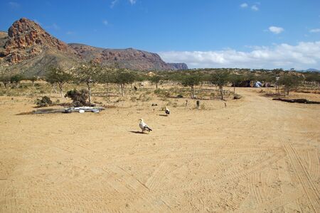 The vulture on the coast of Indian ocean, Socotra island, Yemen