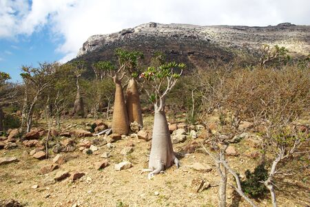 Bottle tree on Homhil plateau, Socotra island, Indian ocean, Yemenの写真素材