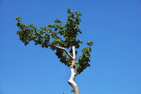The tree in Ayhaft Canyon, Socotra island, Indian ocean, Yemen
