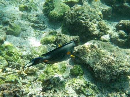 The diving on Socotra island, Indian ocean, Yemen